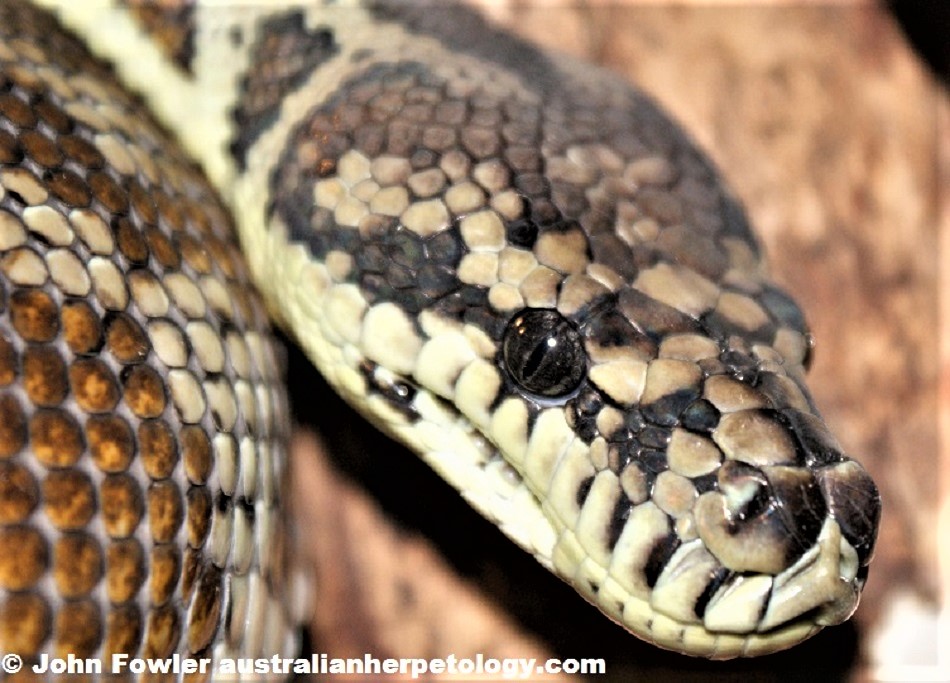 Morelia spilota variegata Darwin or Northwestern Carpet Python